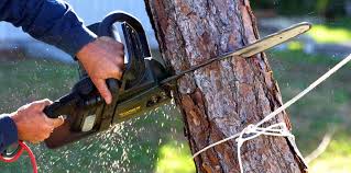 Best Hazardous Tree Removal  in Casas Adobes, AZ