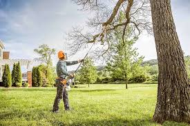 Best Tree Mulching  in Casas Adobes, AZ