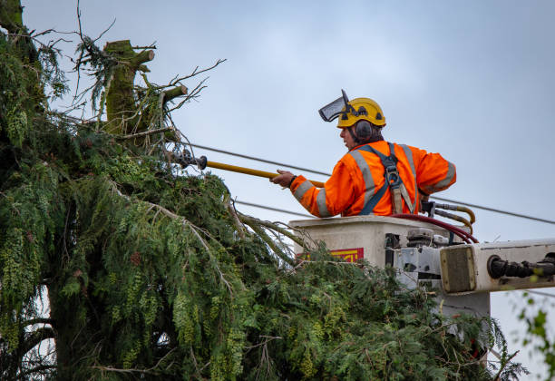 Best Tree and Shrub Care  in Casas Adobes, AZ