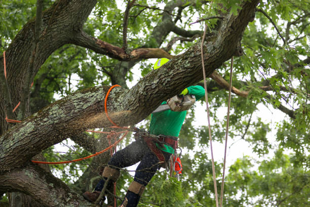 Best Tree Preservation Services  in Casas Adobes, AZ