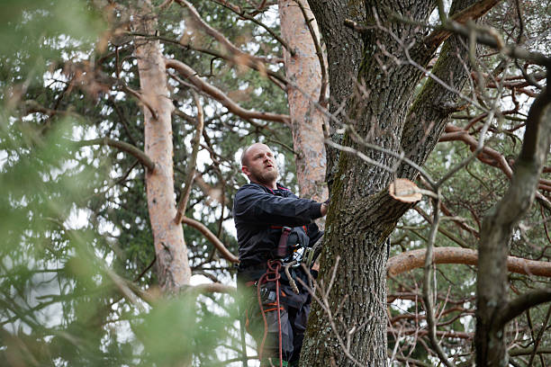  Casas Adobes, AZ Tree Care Pros
