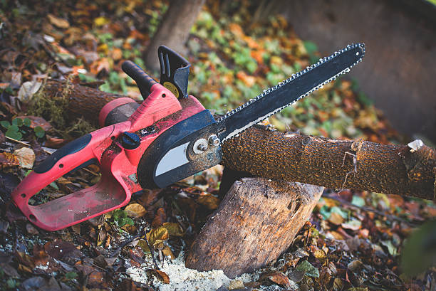 Best Storm Damage Tree Cleanup  in Casas Adobes, AZ